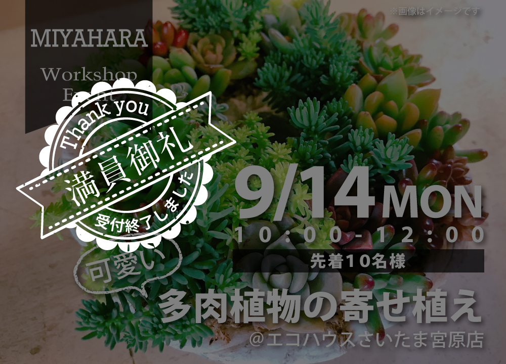 多肉植物の寄せ植え さいたま宮原店 イベント一覧 エコハウス 自然素材の家 リノベーションサイト