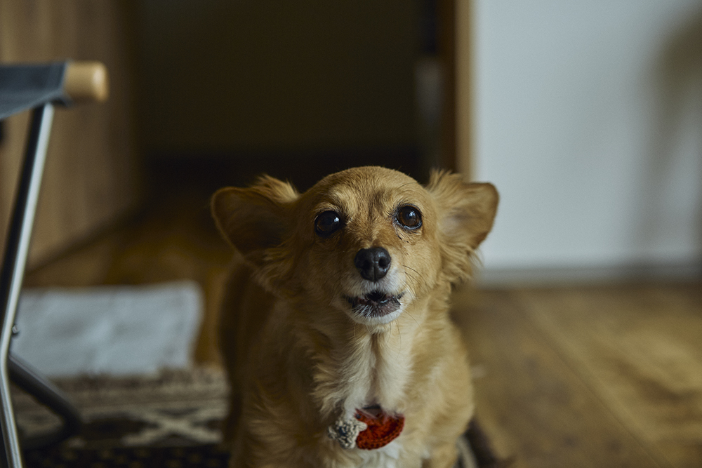 愛犬と暮らす