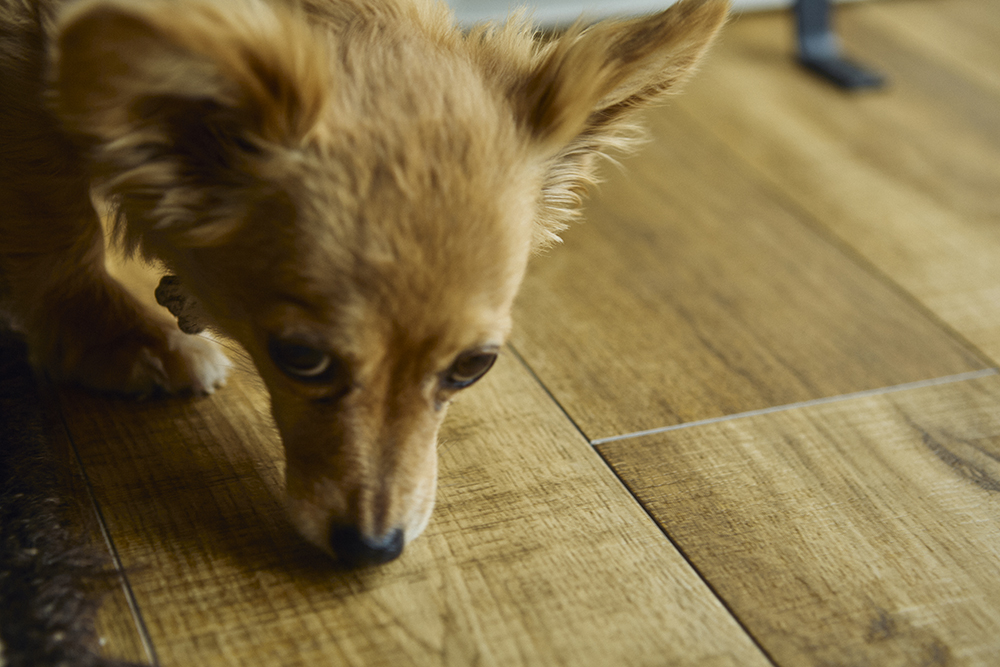 愛犬と暮らす