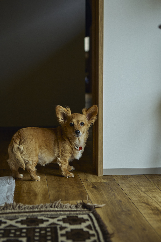 愛犬と暮らす