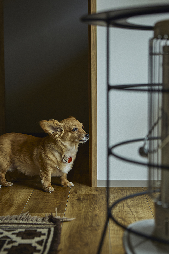 愛犬と暮らす